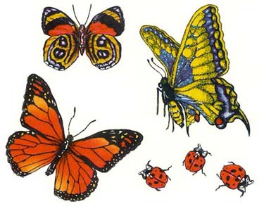 Butterflys