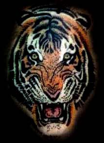 Tiger Tattoos