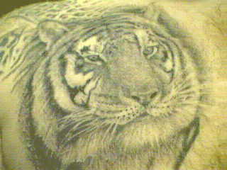 Tiger Tattoos