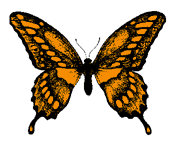 Butterfly Tattoo #82