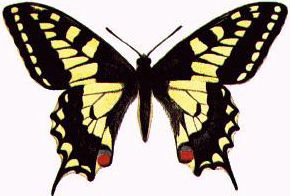 Butterfly Tattoo #83
