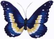 Butterfly Tattoo #85