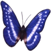 Butterfly Tattoo #86