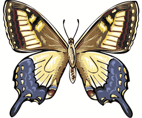 Butterfly Tattoo #88
