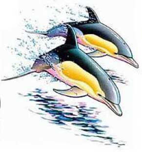 Dolphin Tattoo #7
