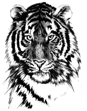 Tiger Tattoo #87