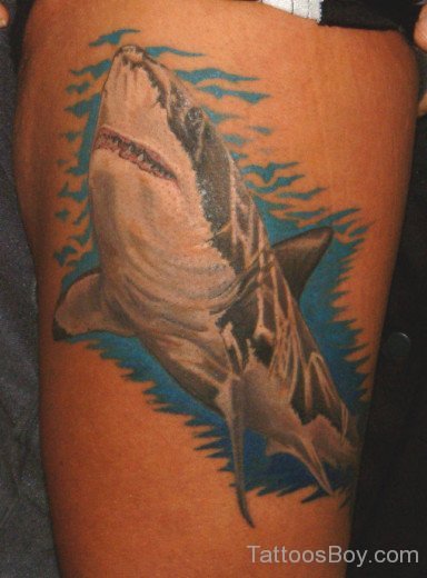 Shark Tattoo Design