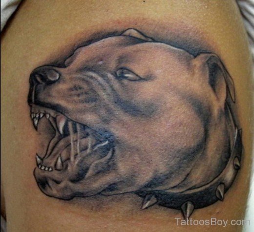 Pitbull-Dog-Tattoo-On-Shoulder