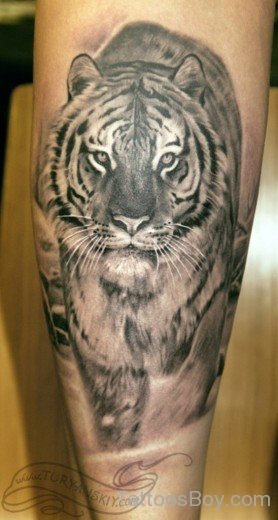  Grey Tiger Tattoo-TB1002