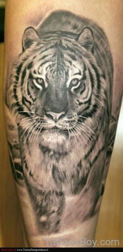 Grey Inked Tiger Tattoo-TB1038